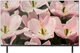 Телевизор 32" BQ 32F34B вид 1